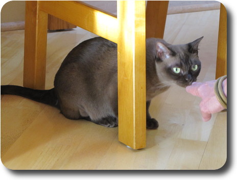 Cat sitting under a dining chair