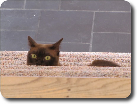 Cat sitting on stairs, only partially visible