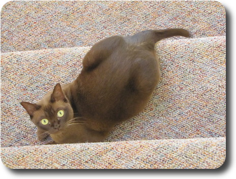 Looking down to full view of cat on stairs