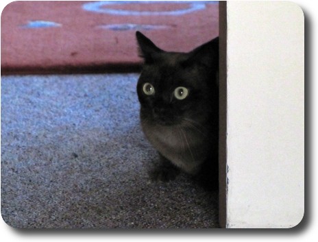 Cat's head just poking around door frame