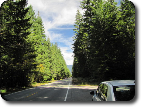 Road surrounded by tall evergreens leading toward mountains