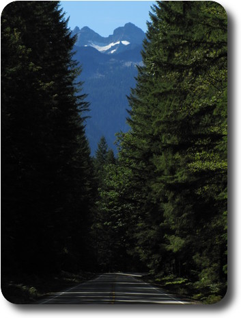 Road surrounded by tall evergreens leading toward Whitehorse Mountain