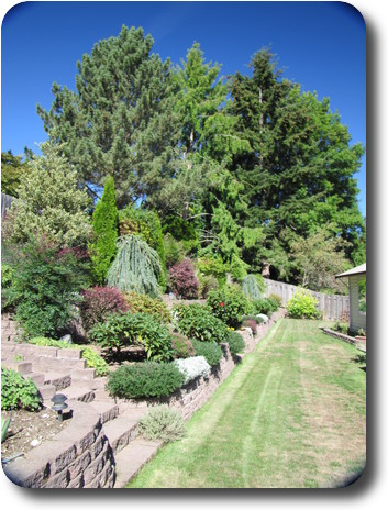 Garden rising to back fence, with tall trees at far end