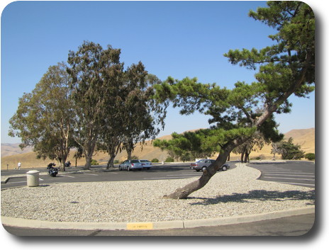 Parking lot in dry area, with a couple of trees