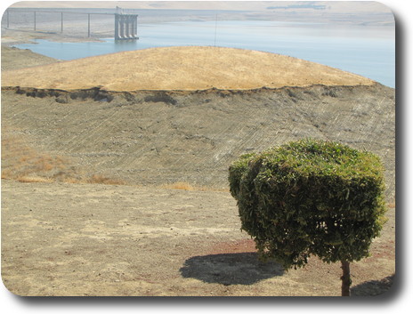 Dam wall with almost no water behind it; shrub in foreground