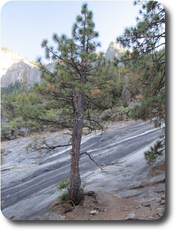 Tree growing in a small pocket of dirt in the granite rocks