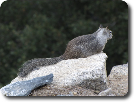 A grey squirrel on the edge of a rock on the precipice