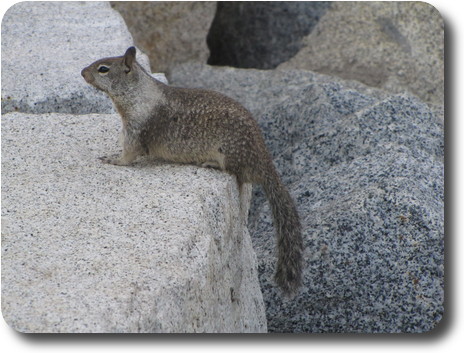 Gray squirrel on top of low rock wall