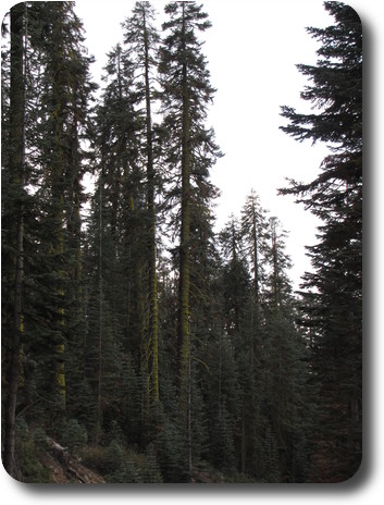 Tall pine trees along a road