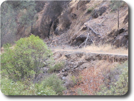 Railroad bed in detail, dead tree above, green below