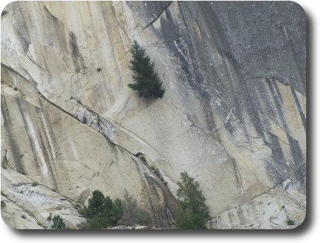 Rock face with tree growing from fissure in the middle