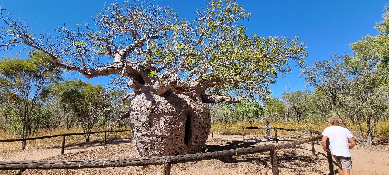 SJR21.d16: the split in the boab tree - VII