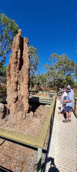 SJR21.d6: termite mound
