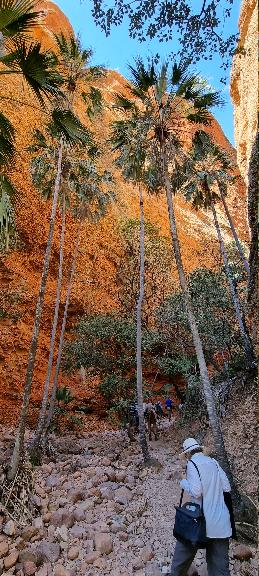 SJR21.d12: palm trees grow tall to reach the sunlight