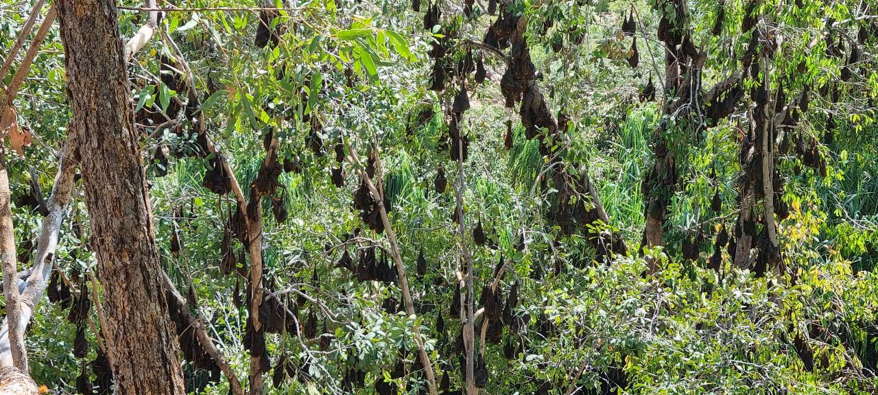 SJR21.d4: Gorge tour, bats in large numbers in trees