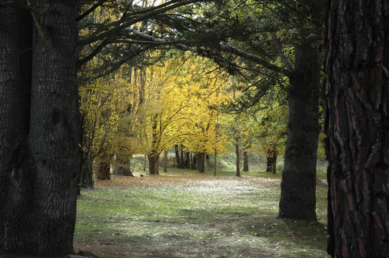 Autumn colours behind some evergreen trees
