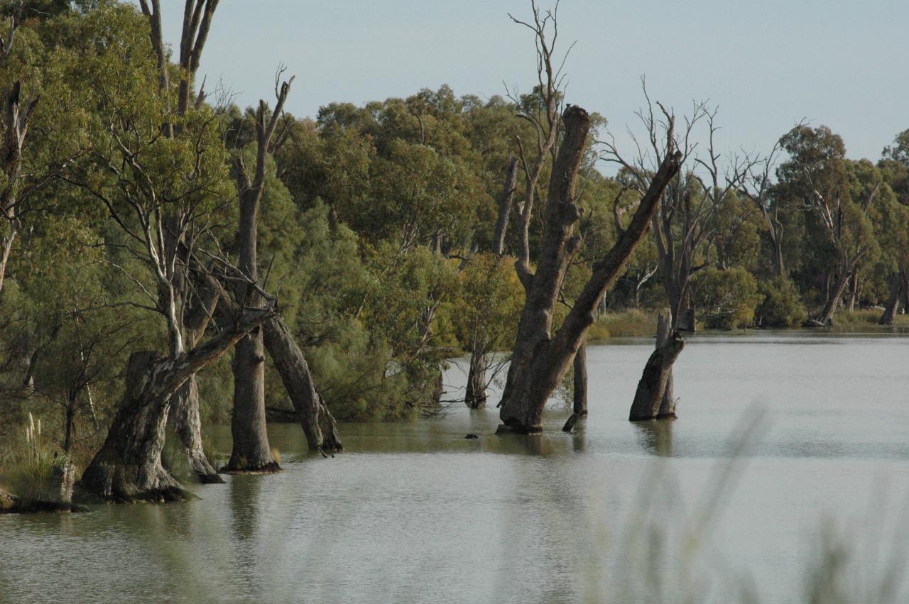 Dead trees in water at river's edge, green trees behind them