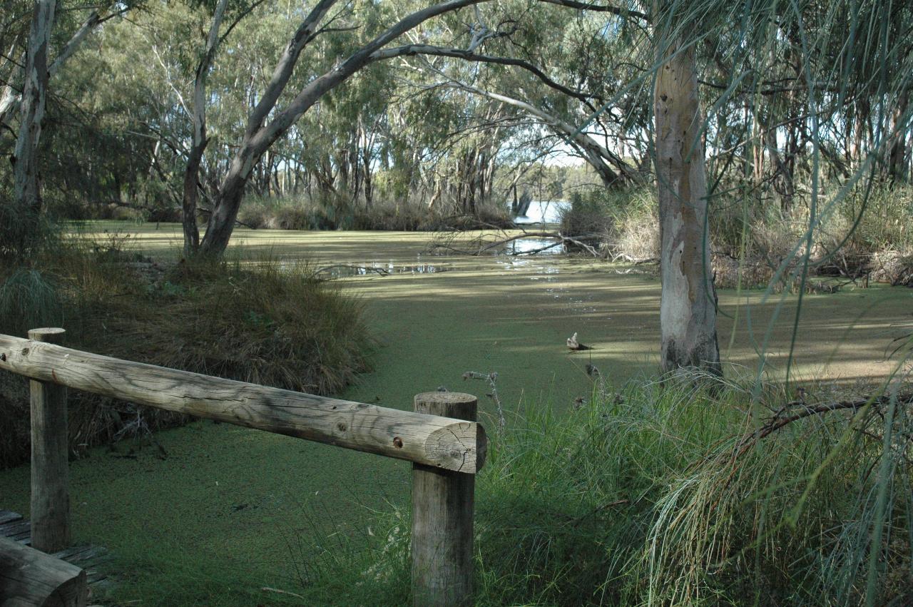 Small lagoon, tree cover and green something covering most of the water