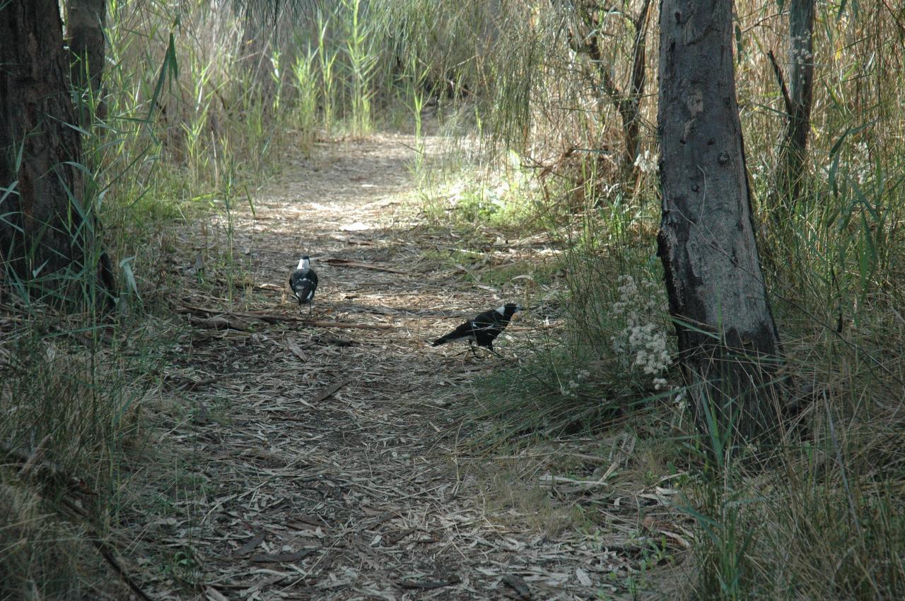Leaf litter strewn pathway among trees and shrubs, 2 magpies on the path