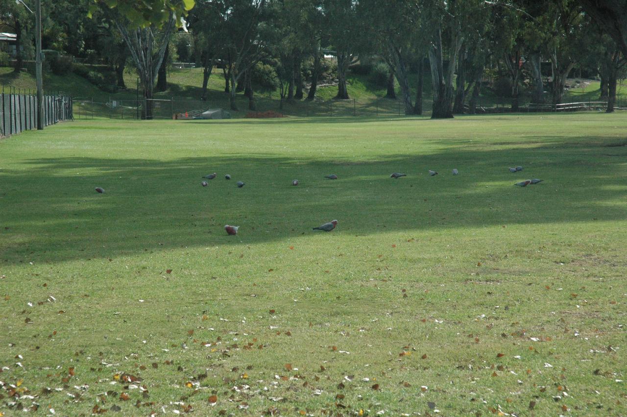 Grassy area with pink and grey birds feeding, and hill with trees in background