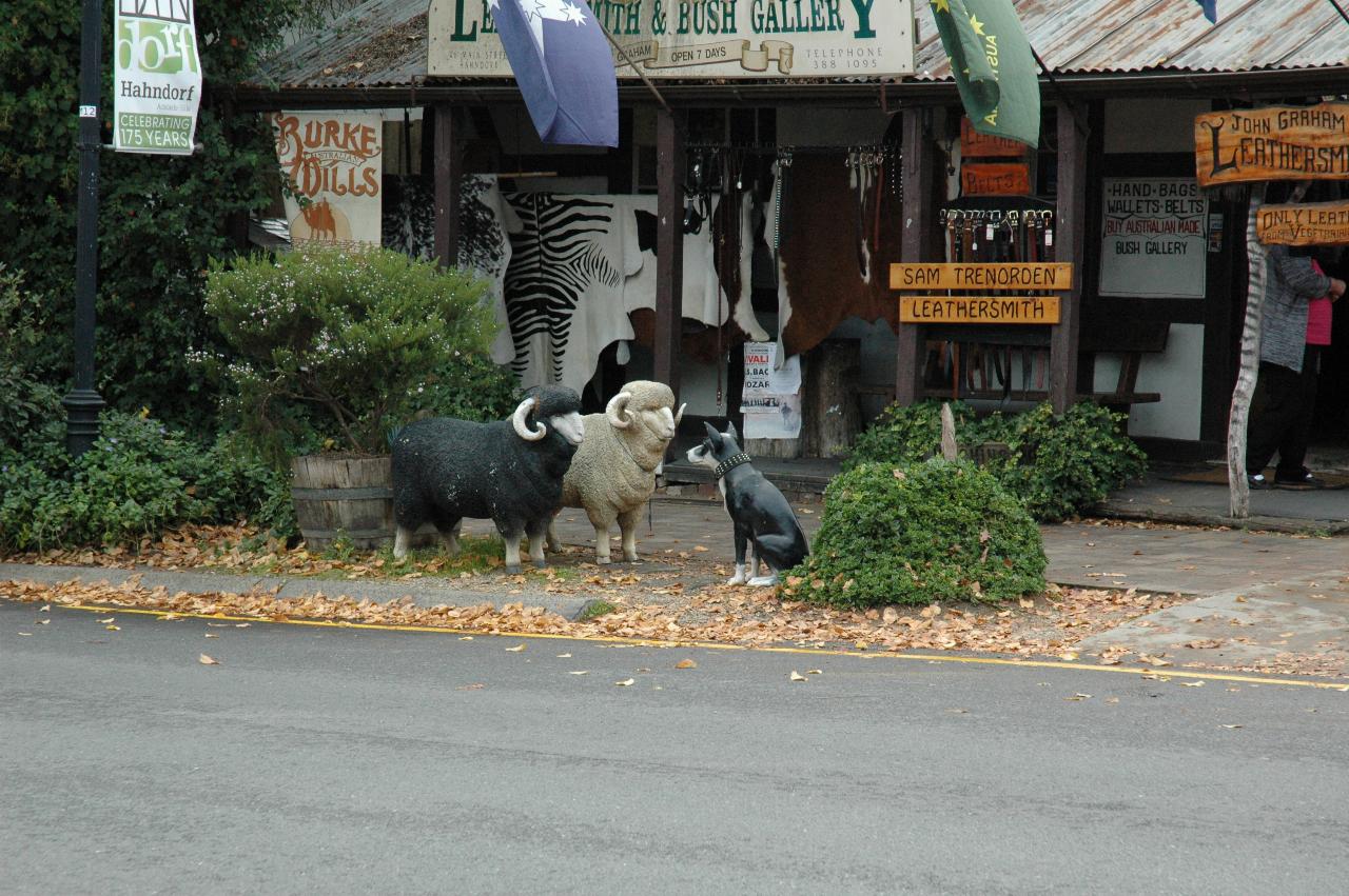 Dog staring down 2 sheep in front of old shop