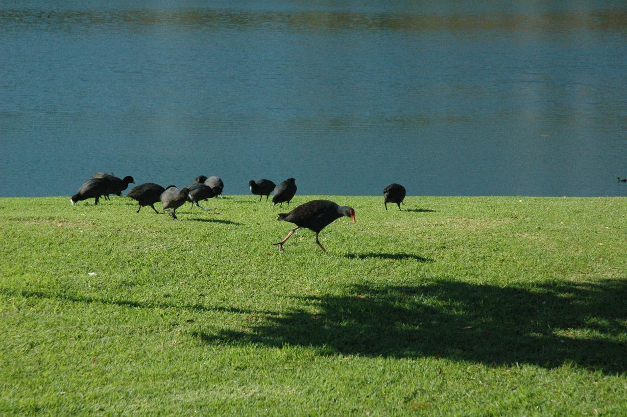 Black birds with red beak pecking at green lawn on water's edge