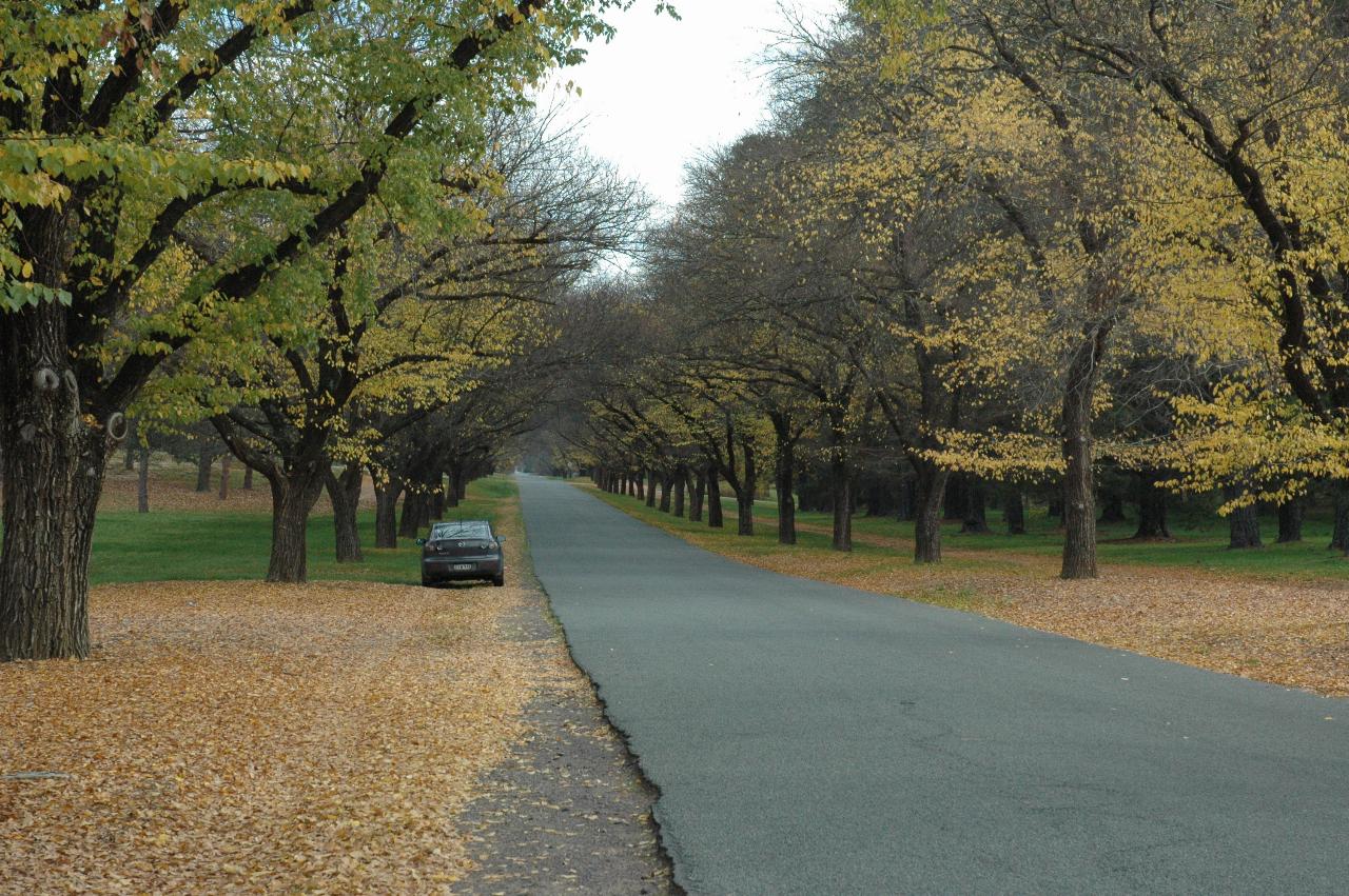 Road with autumn coloured trees heading into the distance, car parked off the side of the road