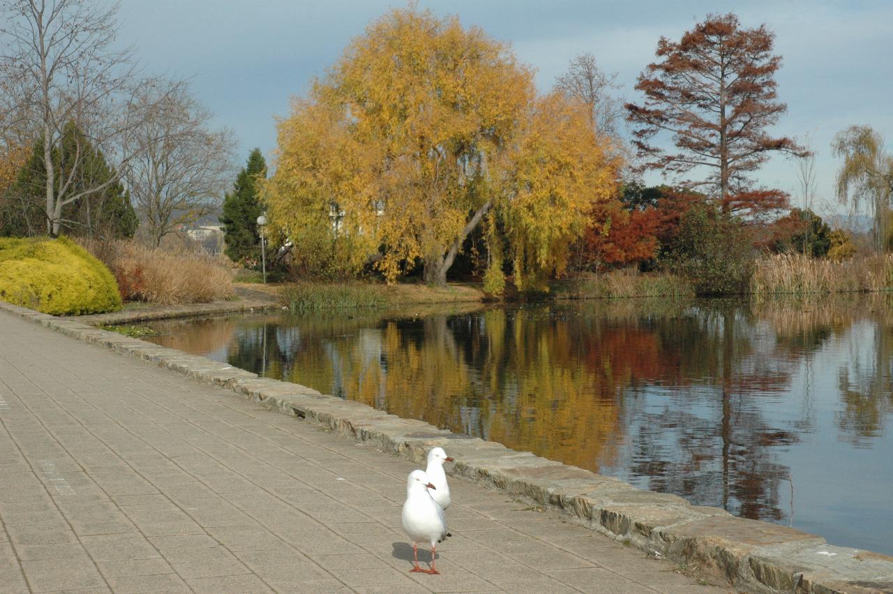 Yellow and red trees reflecting on calm water in pond and seagulls on walkway