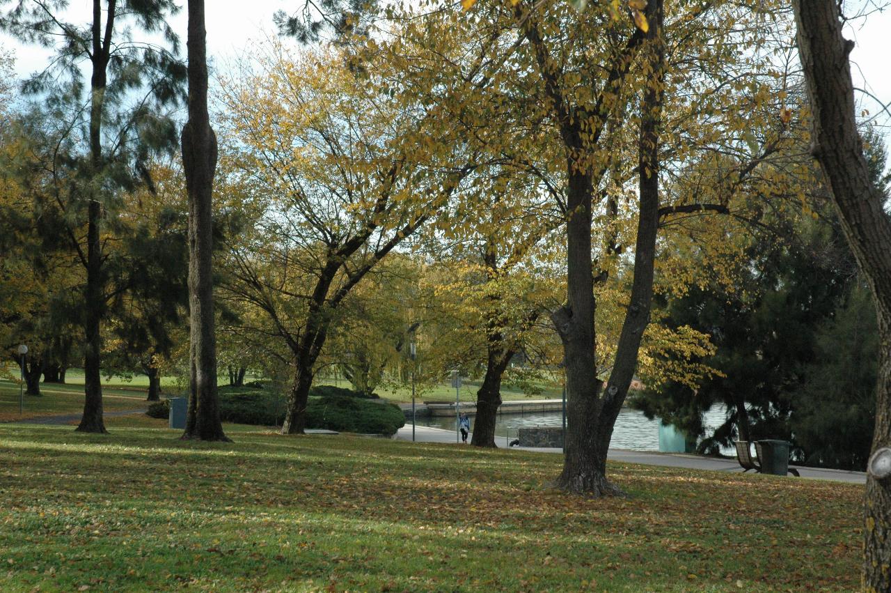 Some autumn leaves, and evergreen trees on curve of lake shore