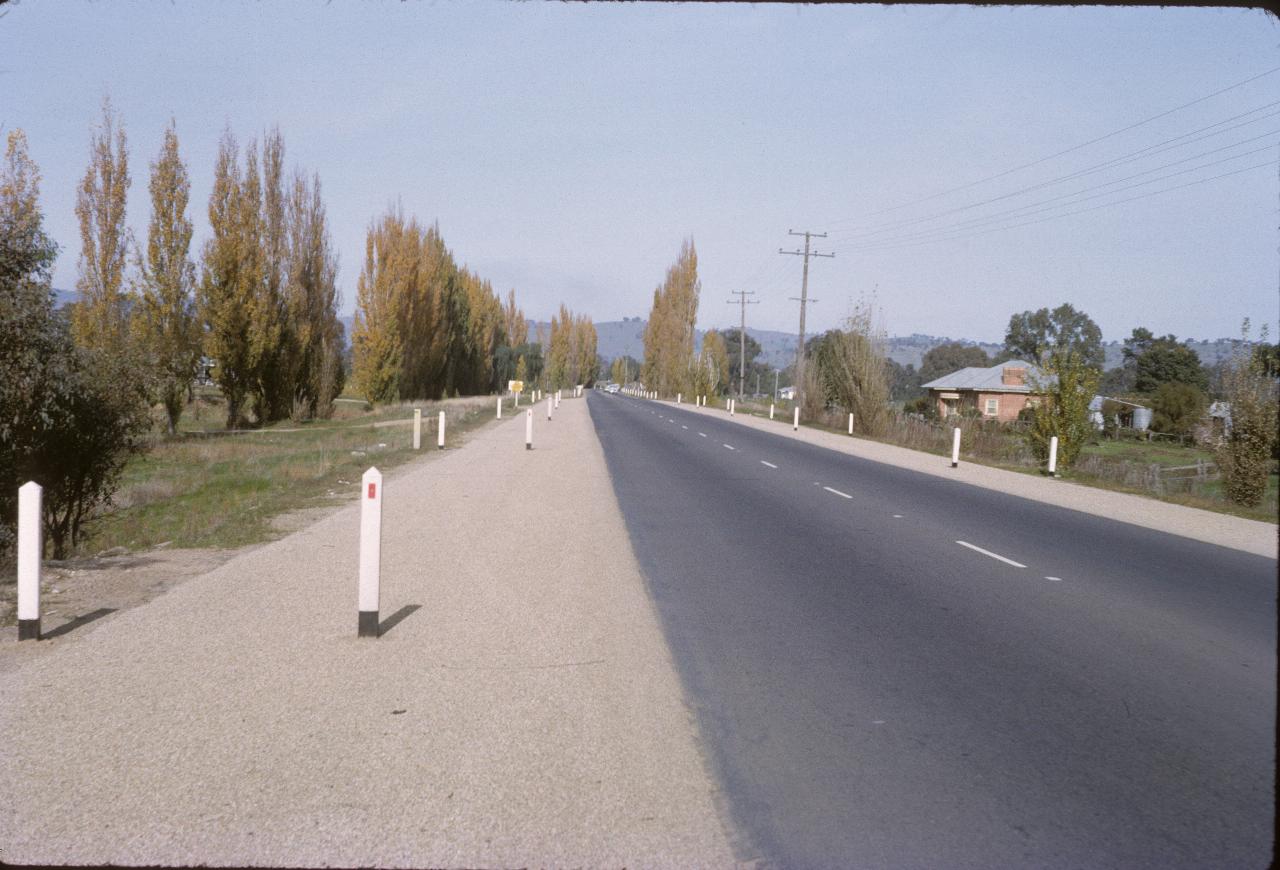 Poplar trees with autumn foilage along side the road