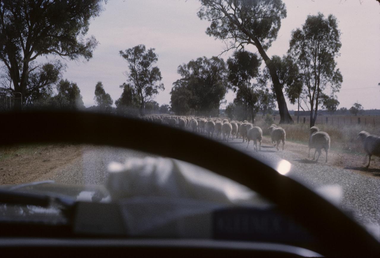 Flock of sheep blocking road in front of car