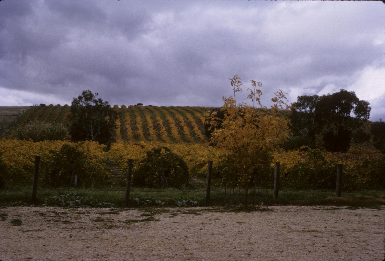 Grape vines running up a small hill into the distance