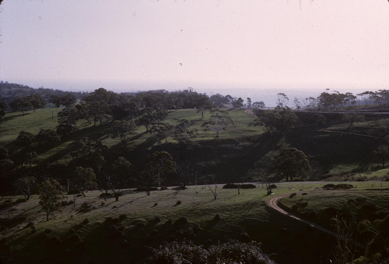 Gentle grassy hills with trees