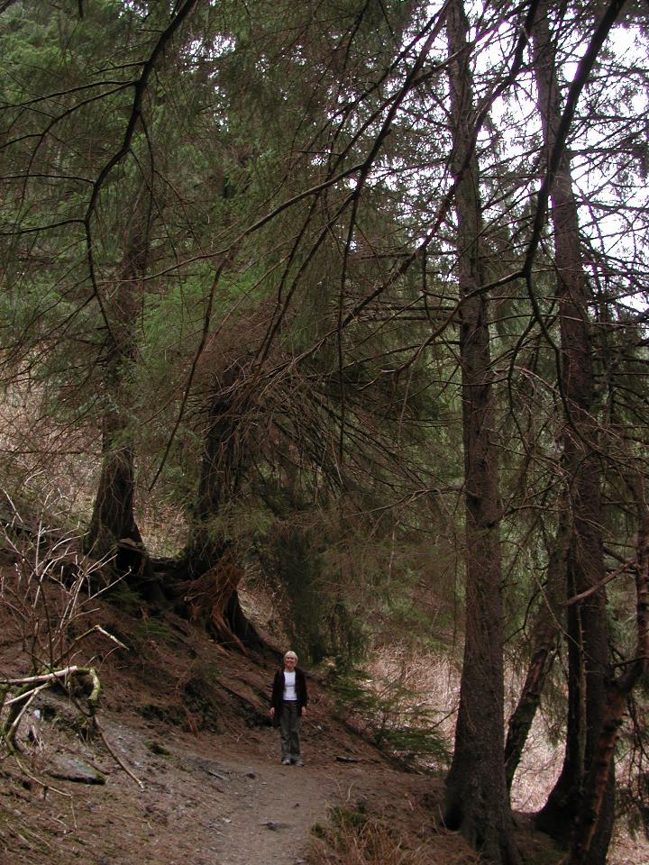 Kelly and I did a bit of bush walking - just feet from the edge of Juneau