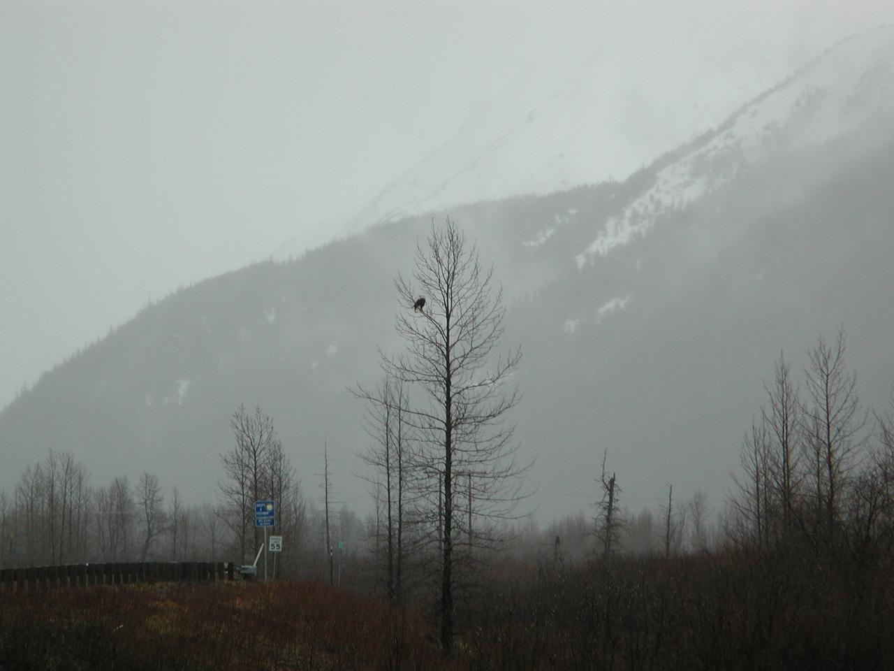 A bald eagle on one of the dead trees near Portage