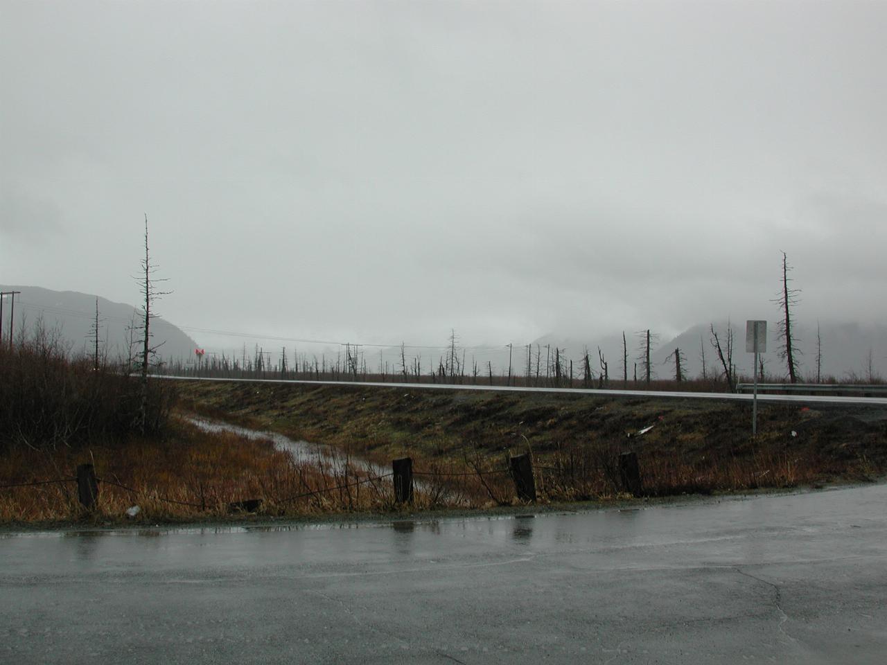 Dead trees at Portage - killed by salt water after land sank 6 to 11 feet after the 1965 Whittier earthquake