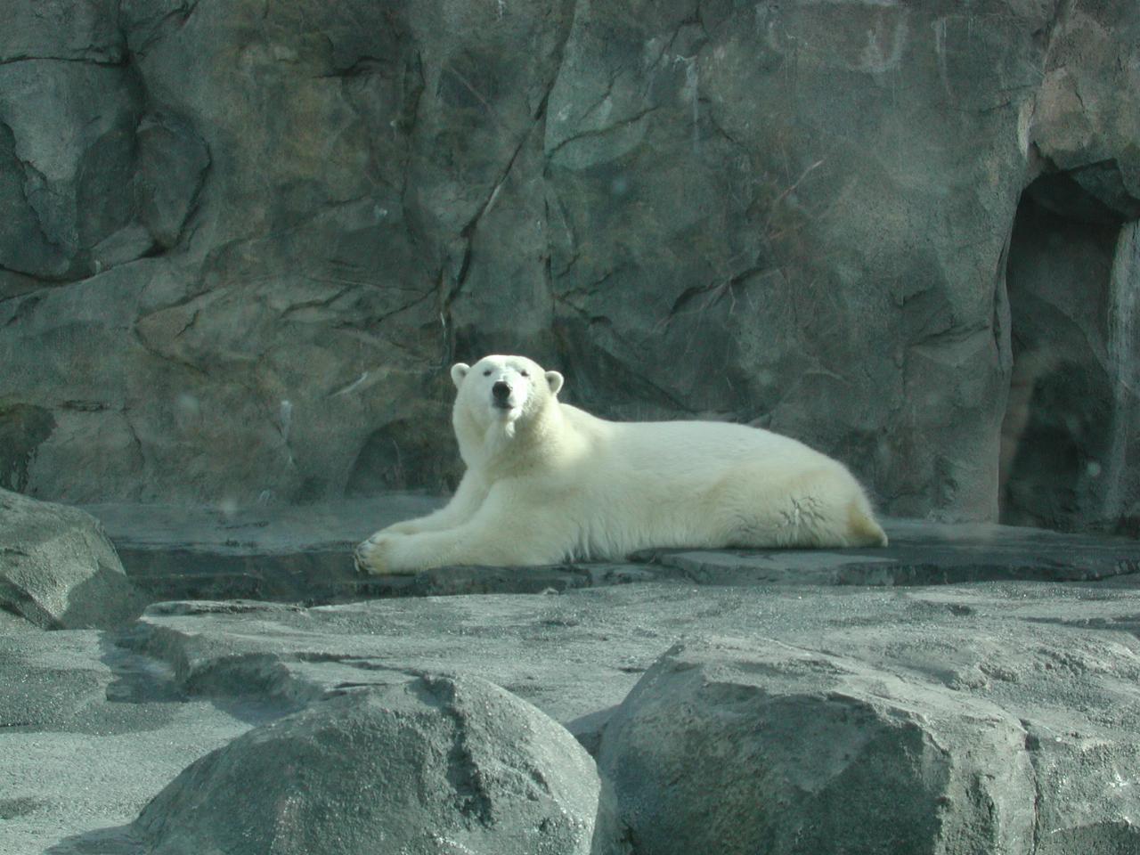 Polar Bear at Anchorage Zoo