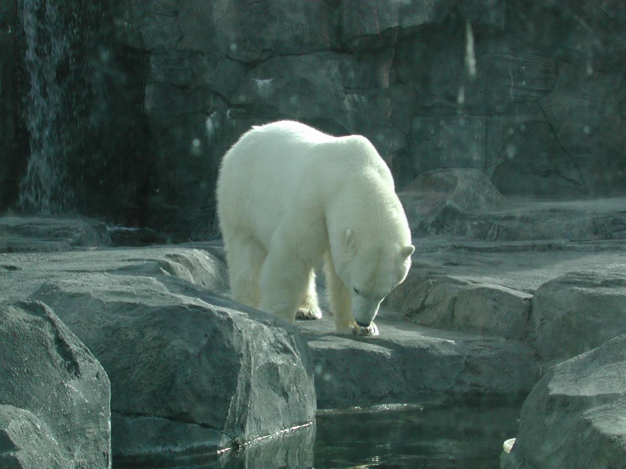 Polar Bear at Anchorage Zoo