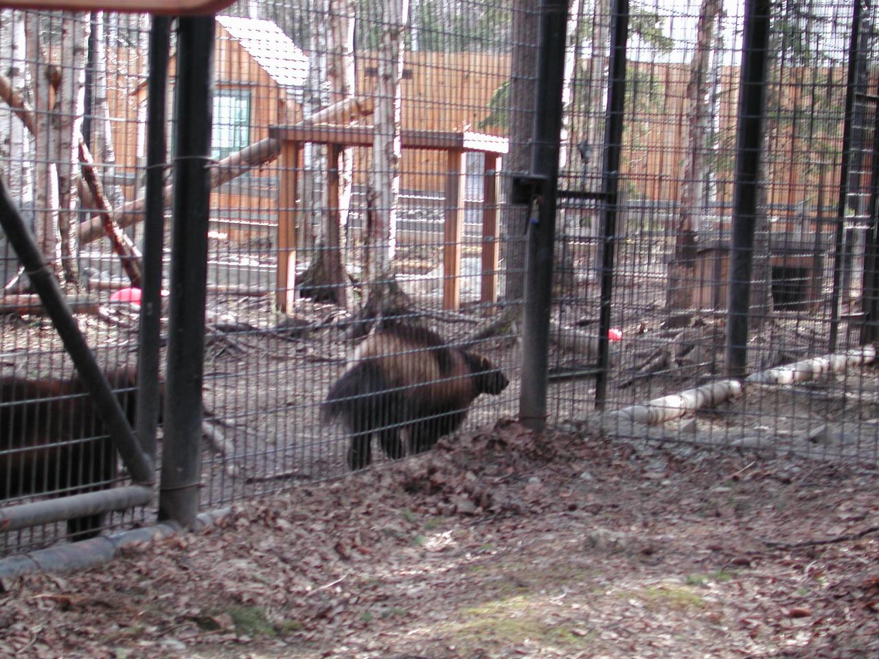 Wolverines at Anchorage Zoo