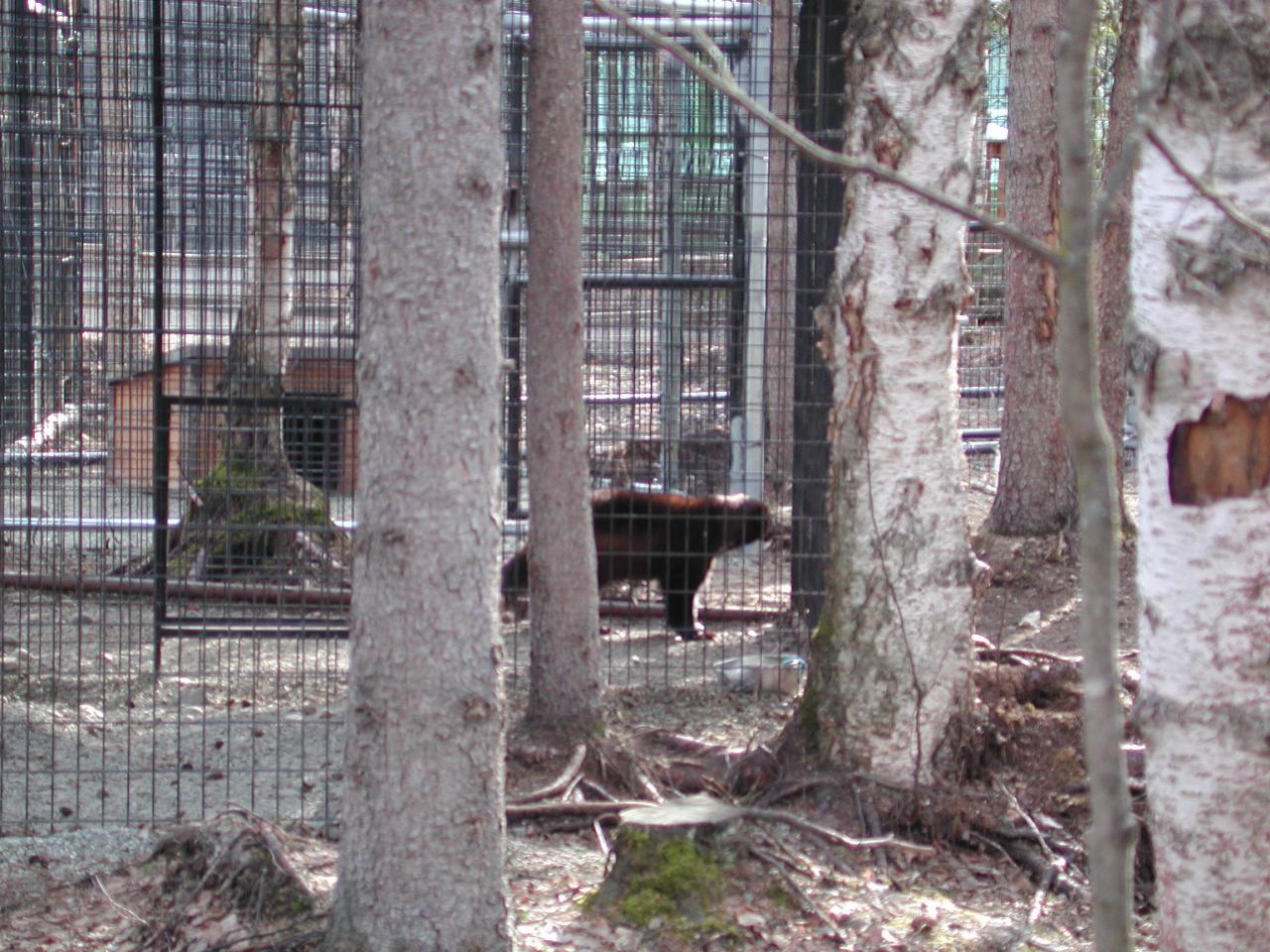 Wolverines at Anchorage Zoo