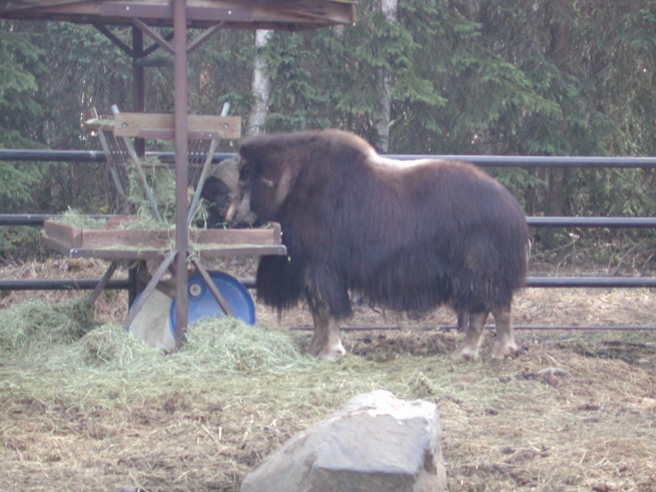 Musk Ox at Anchorage Zoo