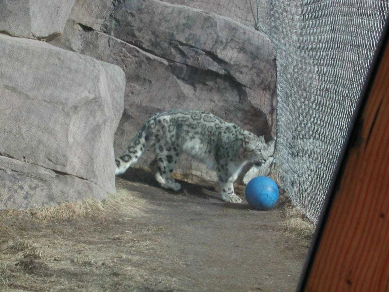 Snow Leopard at Anchorage Zoo