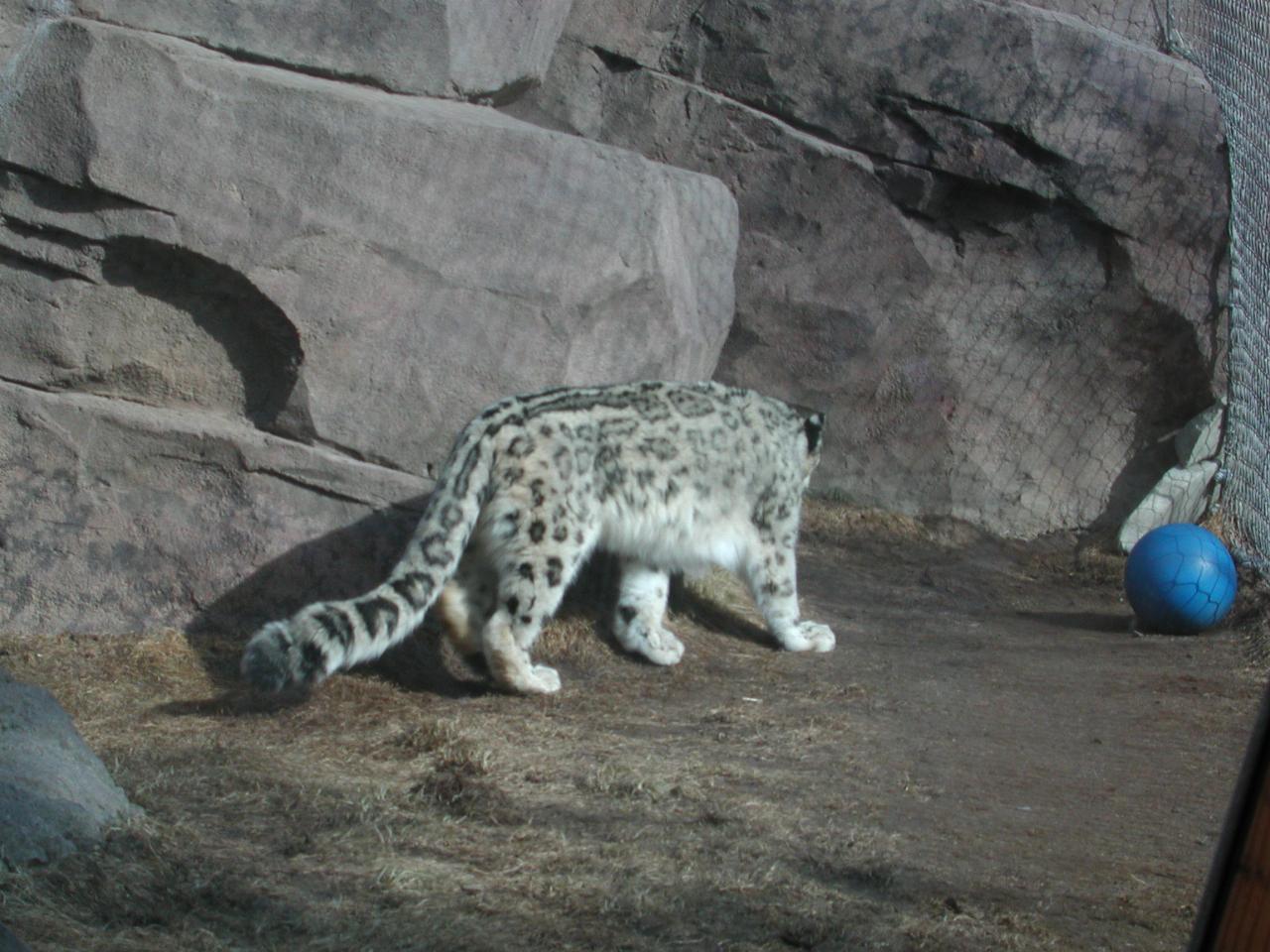 Snow Leopard at Anchorage Zoo