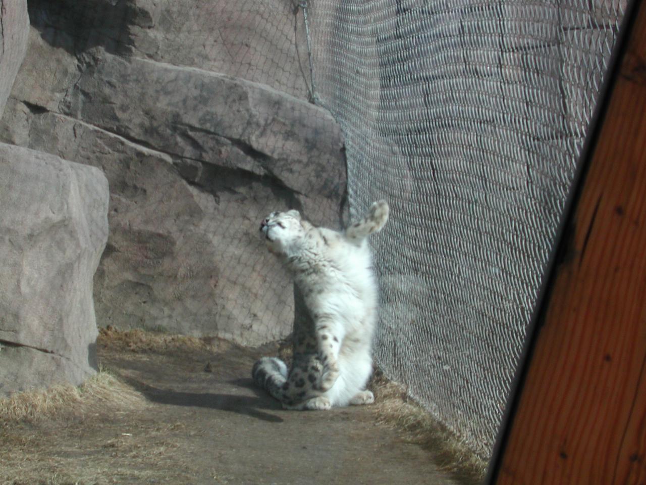 Snow Leopard at Anchorage Zoo