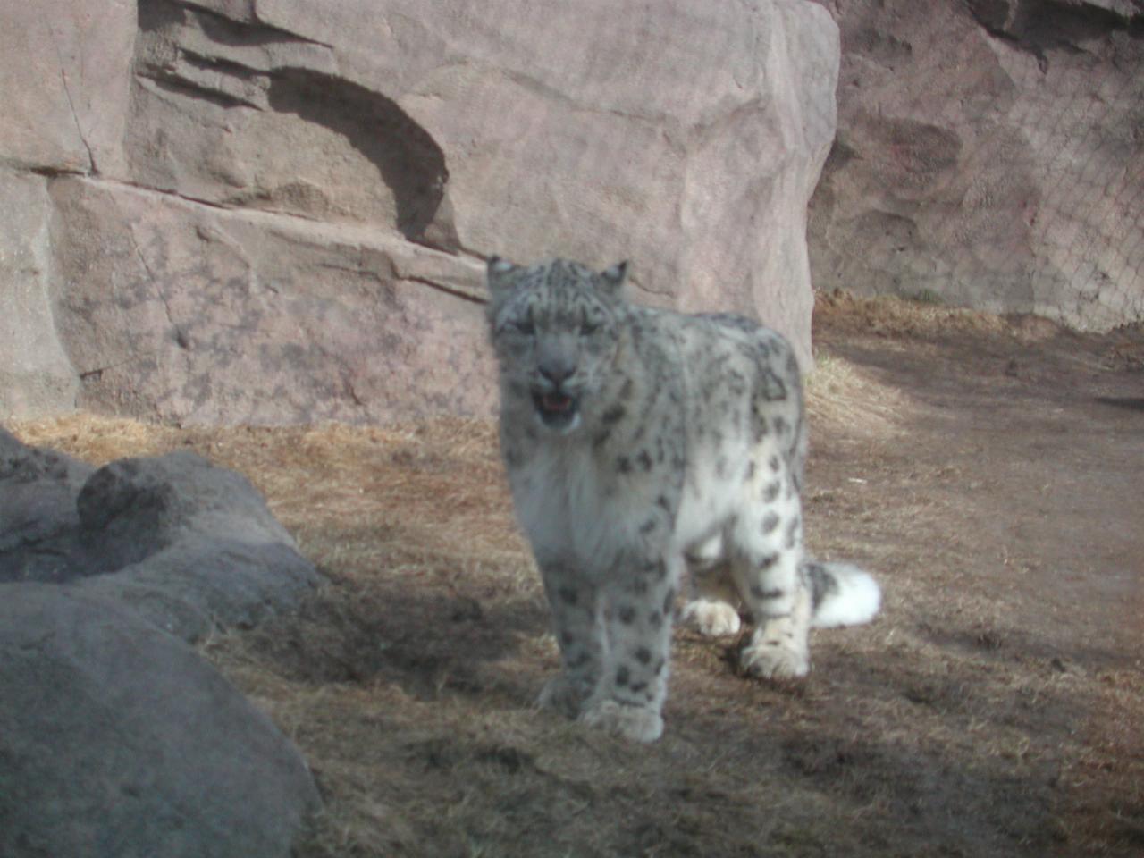 Snow Leopard at Anchorage Zoo