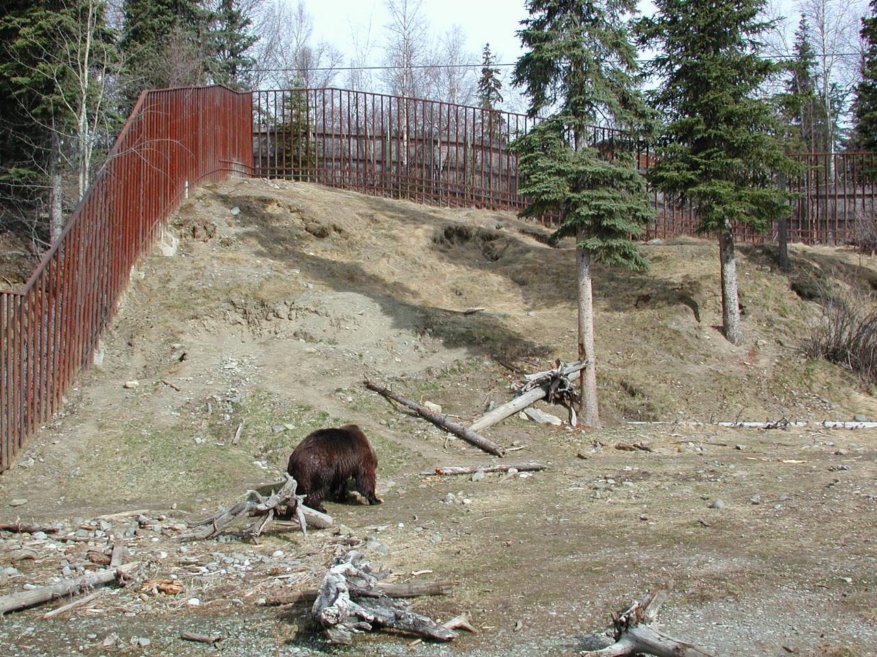 Brown Bear in enclosure at Anchorage Zoo