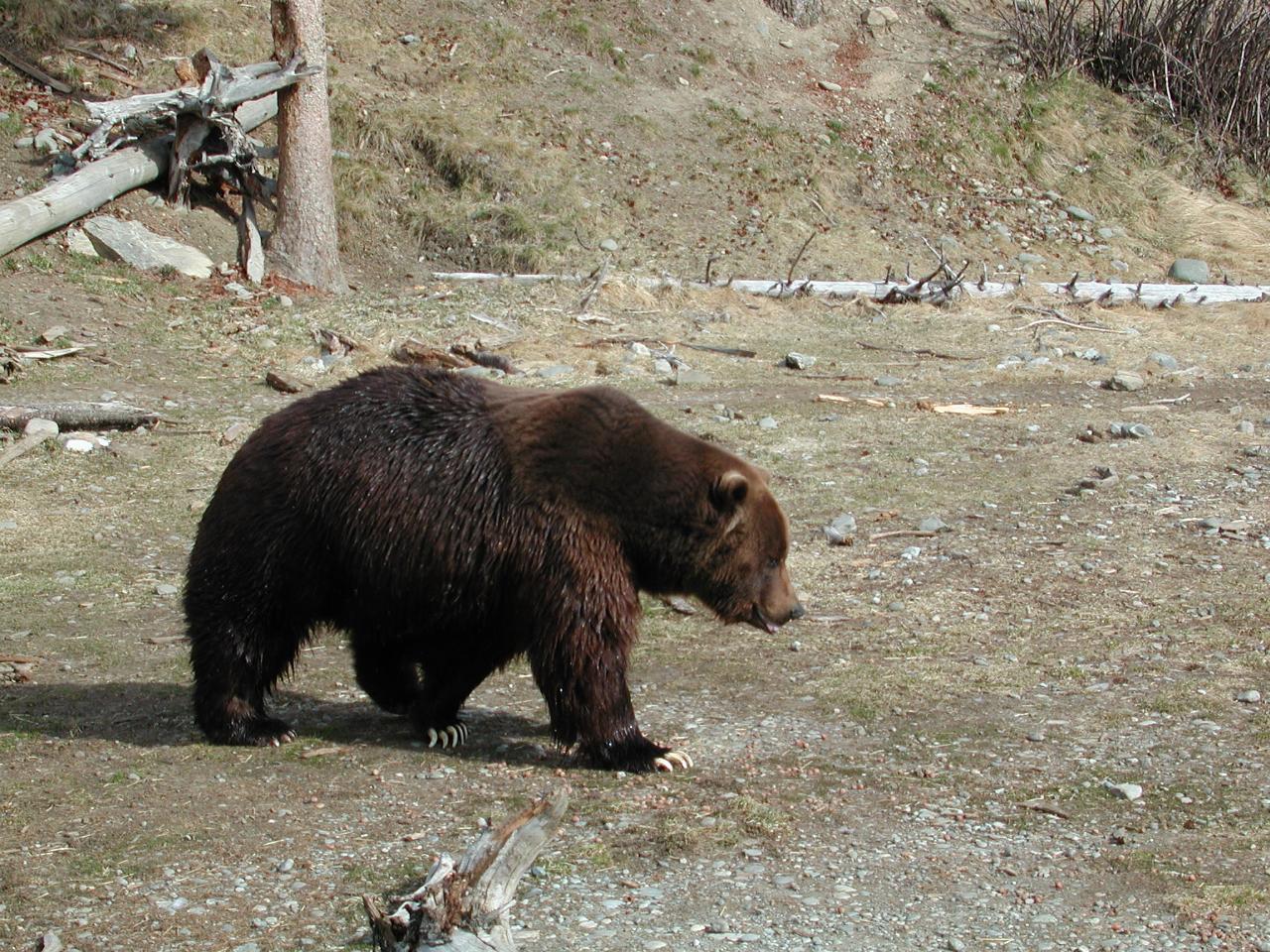 Brown Bear in enclosure at Anchorage Zoo