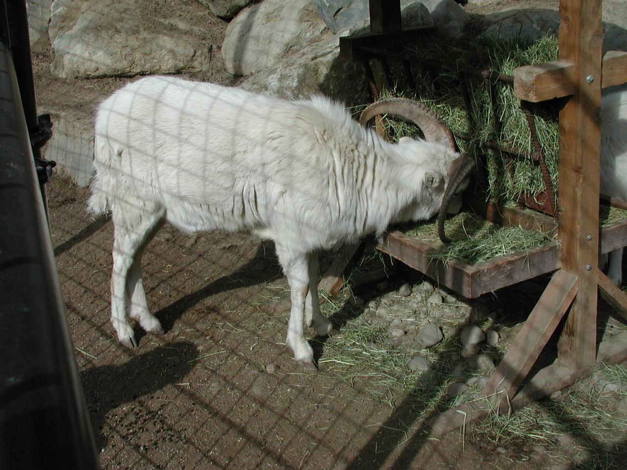Dall Sheep at Anchorage Zoo