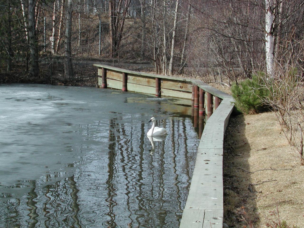 Trumpeter Swan on partly frozen lake at Anchorage Zoo