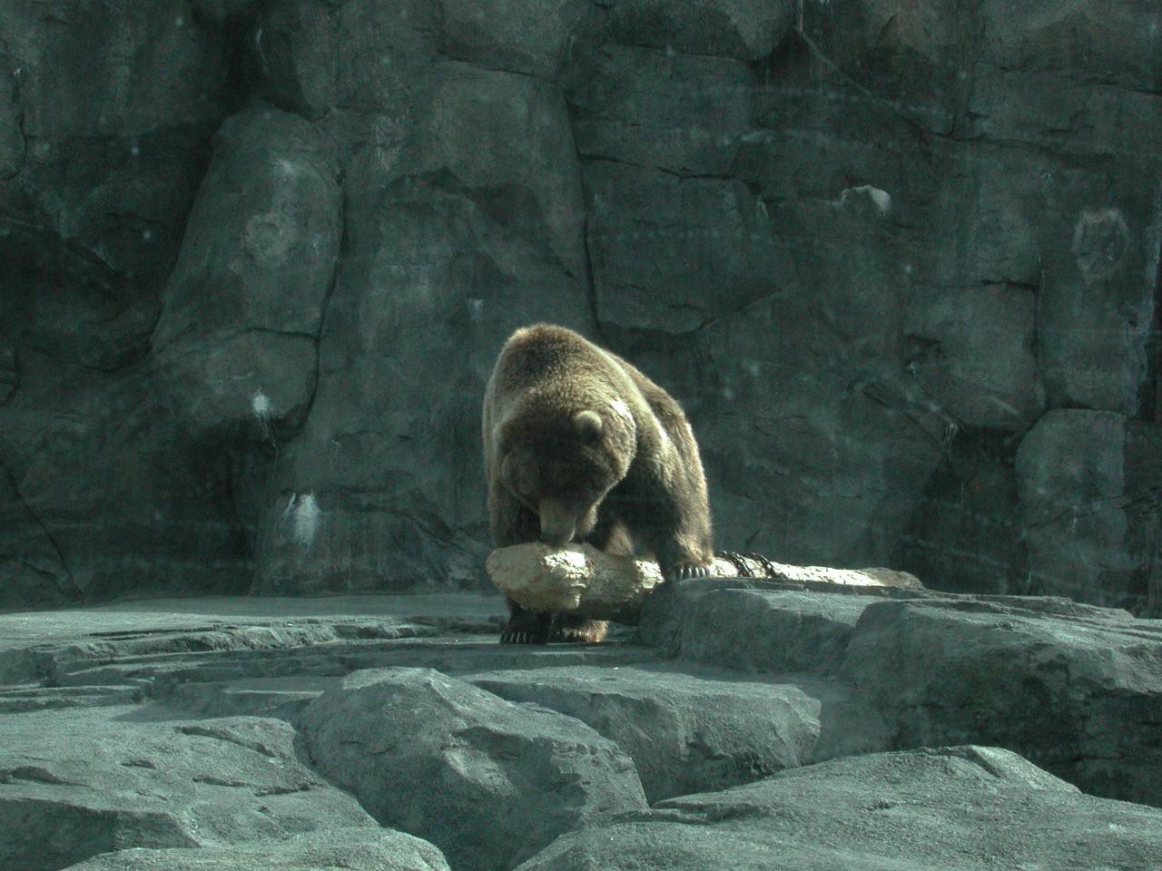 Brown Bear in with Polar Bear